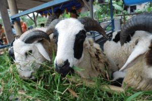 Berapa Harga Kambing Qurban 2021