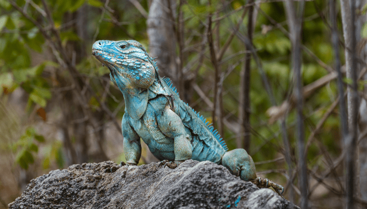 Mengenal Lebih Jauh Jenis Iguana dan Harganya di Indonesia